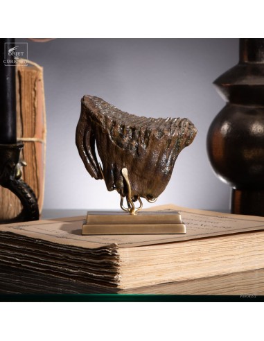 Mammoth teeth from Poland
