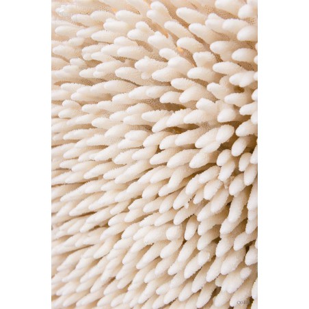 Couronne LATISTELLA diam 80cm support mural