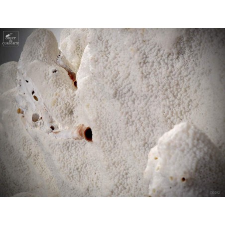 Corail patte de chat ACROPORA PALIFERA