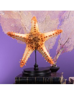 Étoile de mer Pentaceraster...