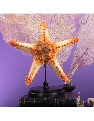 Pentaceraster starfish on a round base