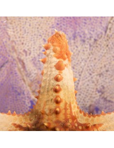 Étoile de mer Pentaceraster... 2