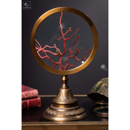 Mediteranean sea red coral