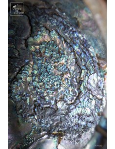 Abalone on turning brass base 2