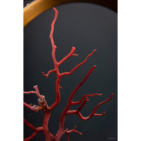 Mediteranean sea red coral