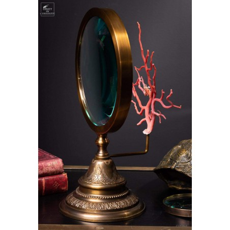 Mediteranean sea red coral