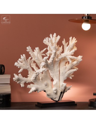 Corail blanc branch - ACROPORA FLORIDA -