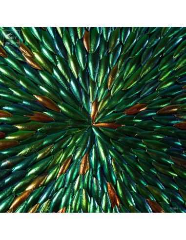 Elytres dans cadre rond rétro éclairé