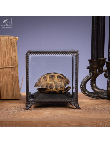 Stepp tortoise in glass box