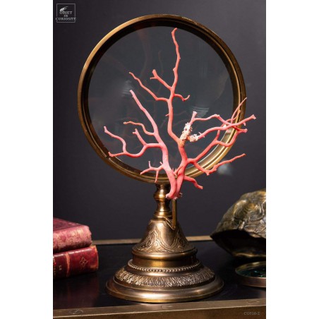 Mediteranean sea red coral