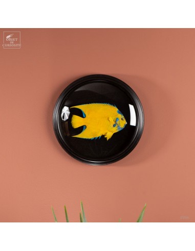 Stuffed and colored fish in round frame
