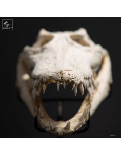 Crocodile skull  on black base 2