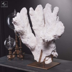 Corail Patte de chat ACROPORA PALIFERA