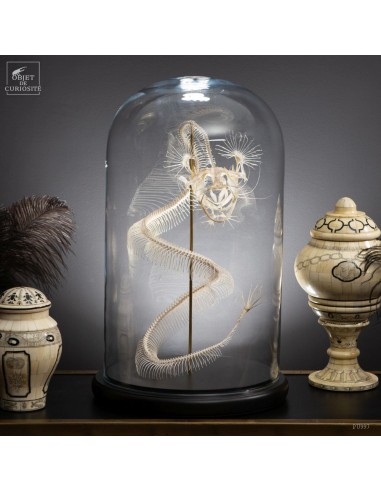 Skeleton of a Dragon-chimera