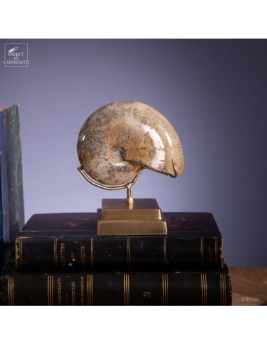 Fossilized amonite with MOP