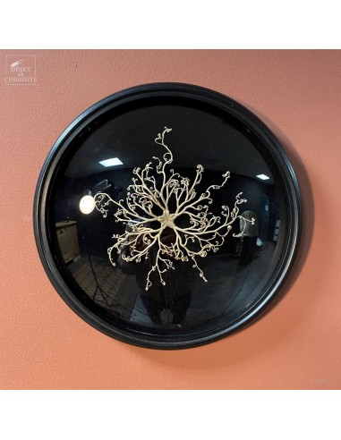 Etoile de mer gorgone dans cadre rond...