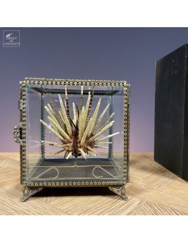 Oursin crayon fins  dans boite en...