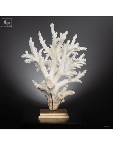 Corail blanc branch - ACROPORA FLORIDA -