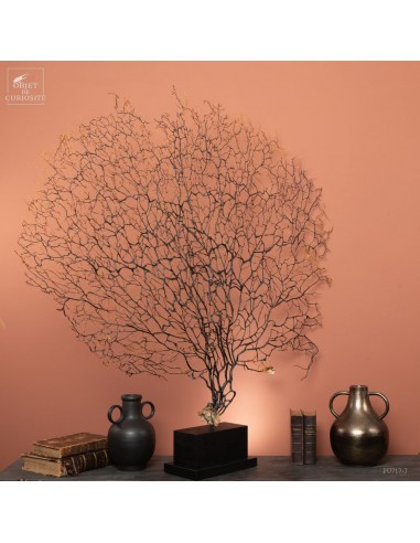 Gorgone noire forme éventail base...