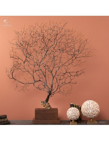 Gorgone noire sur base rectangulaire...