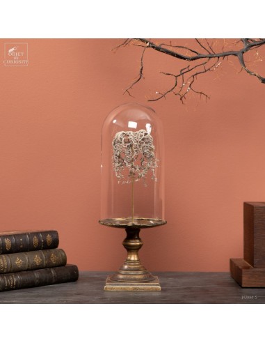 Gorgonocephalus under glass with...