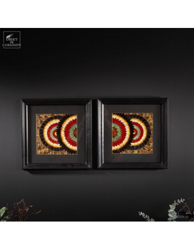 Paire de tableaux en ailes de papillons