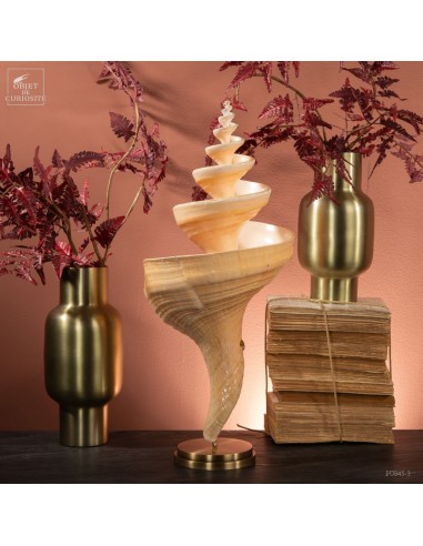 Open helix Syrinx aruanus shell