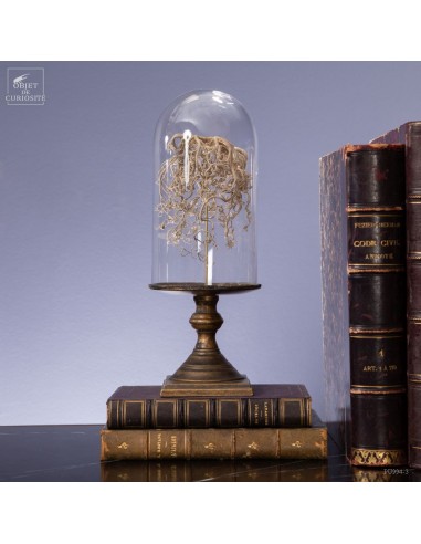 Gorgonocephale sous mini globe