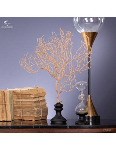 Gorgone beige à filaments sur base noire