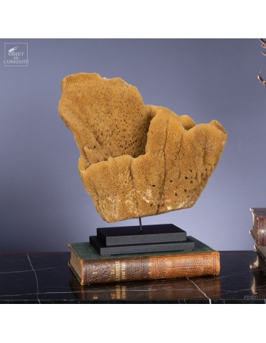  Anclotea sponge on black base