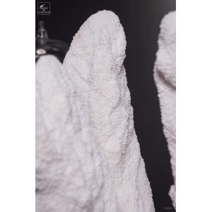 Corail Patte de chat ACROPORA PALIFERA 2