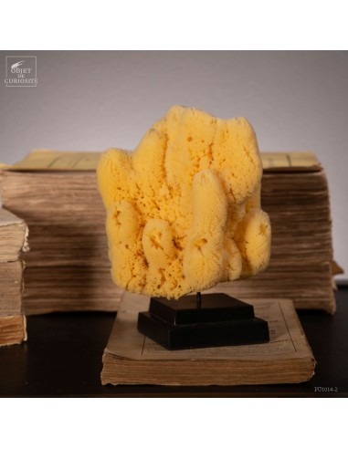 Hardhead sponge on black base