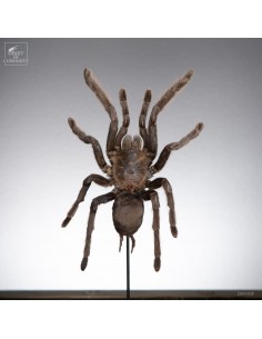 Trap-door spider under glass 2