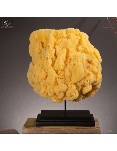 Eponge Hardhead sur base noire