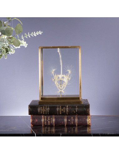 Angler fish skeleton in rectangular...