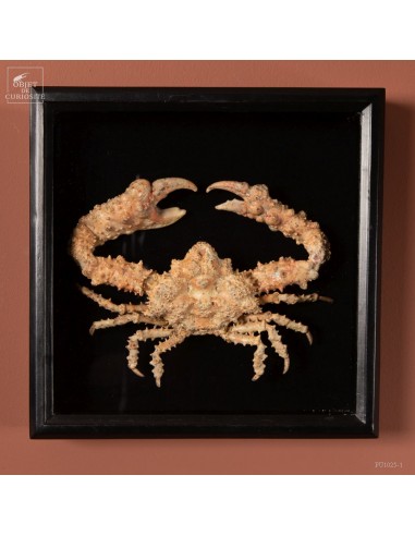 Daldorfia Horrida coral crab in wall box