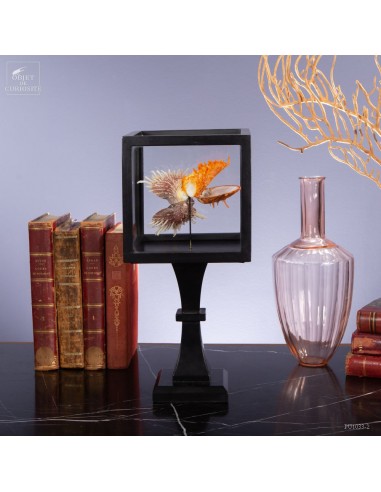 Spondyle regius (spiny shell) IN...