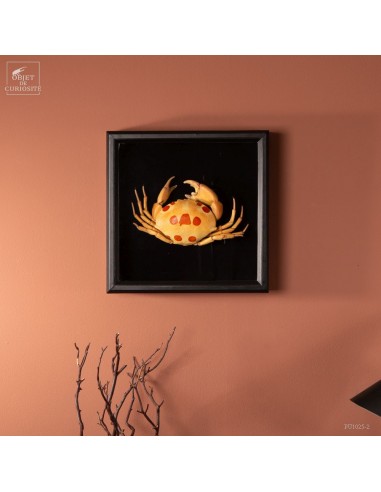 Dotted crab in wall box