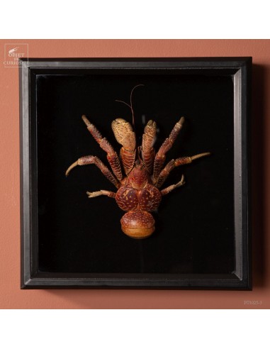 Coconut crab in wall box