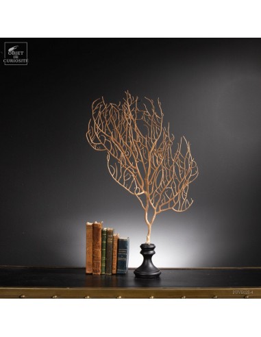 Gorgone beige à filaments sur base noire