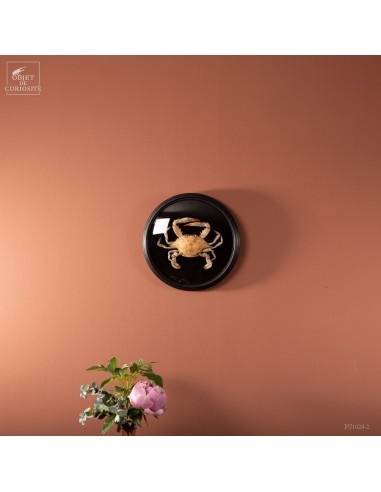 Swimmer crab in black frame