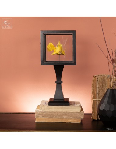 Stuffed and colored fish in a square...