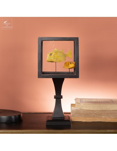 Stuffed and colored boxfishes in a...