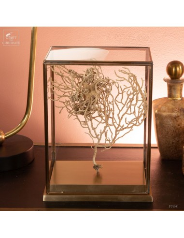 Gorgonocephalus on white gorgonian