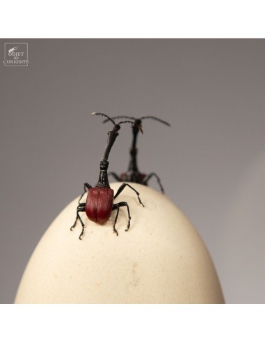 Oeuf de pigeon surmonté de deux...