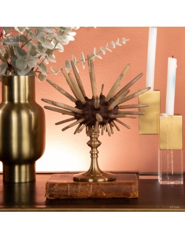 Pencil Urchin on brass base