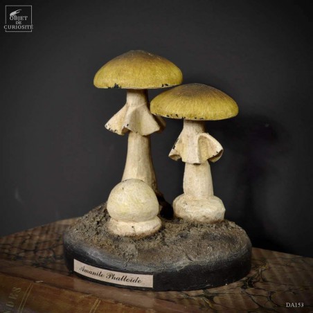 Artifact amanita phalloides