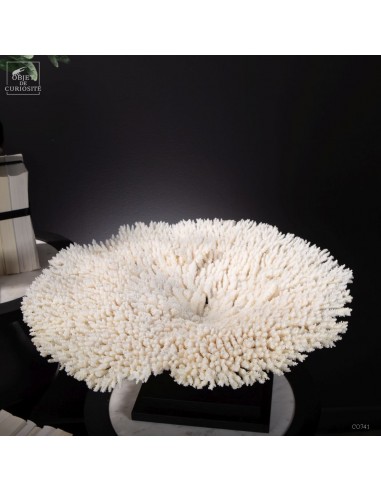 White coral  ACROPORA LATISTELLA