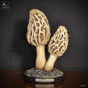 Artefact de morilles