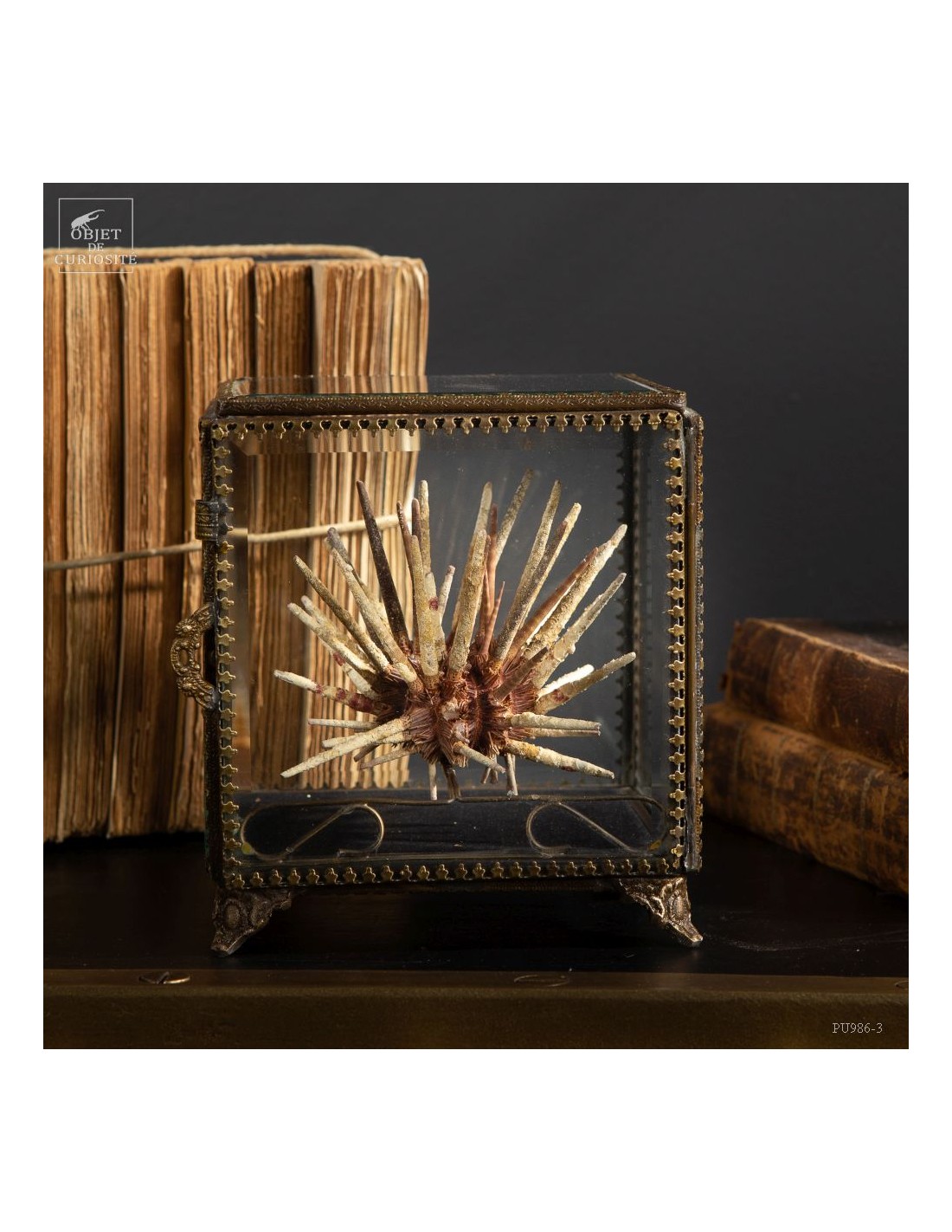 Oursin crayon fins  dans boite en... Oursin crayon fins  dans boite en...